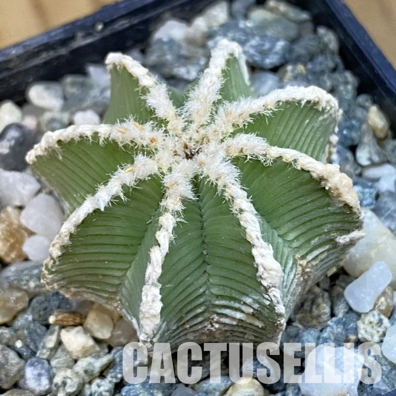 SH34428 Aztekium hintonii GCG 9763, seedling