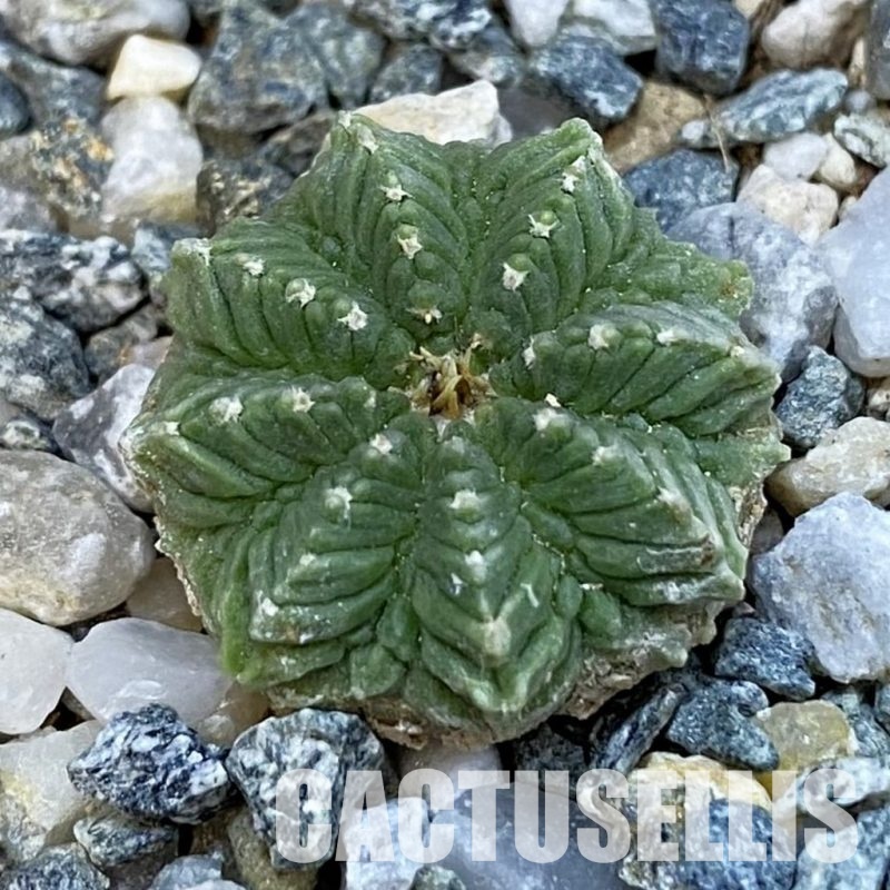 SH34429 Aztekium ritteri VM 619, seedling