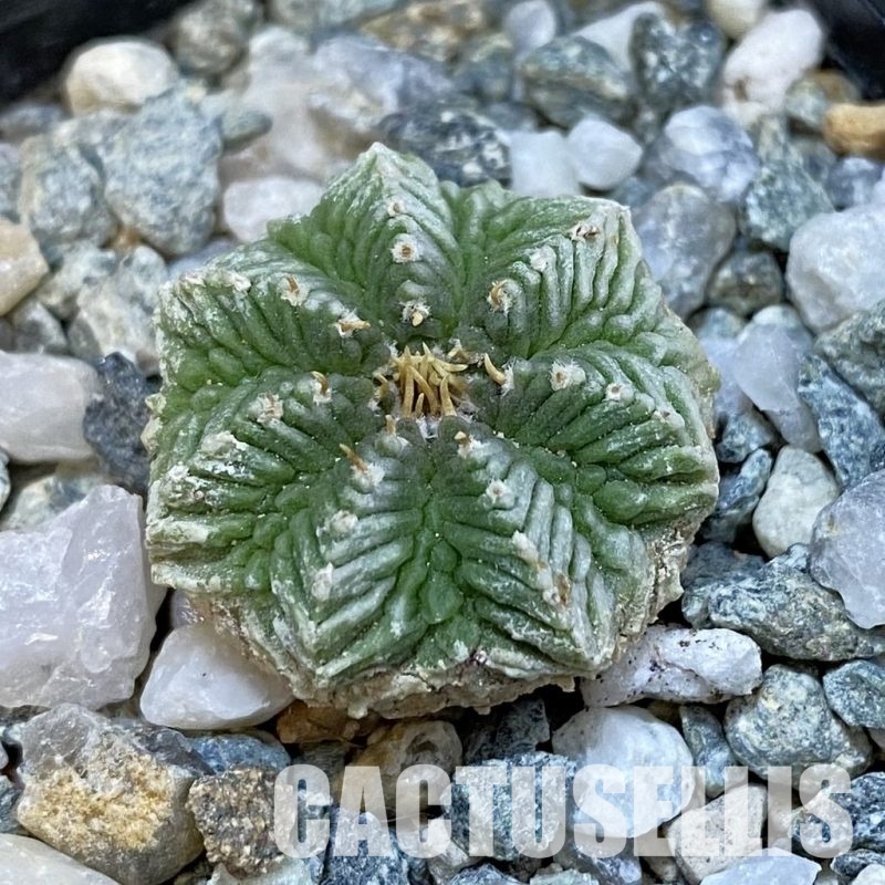 SH34430 Aztekium ritteri VM 619, seedling