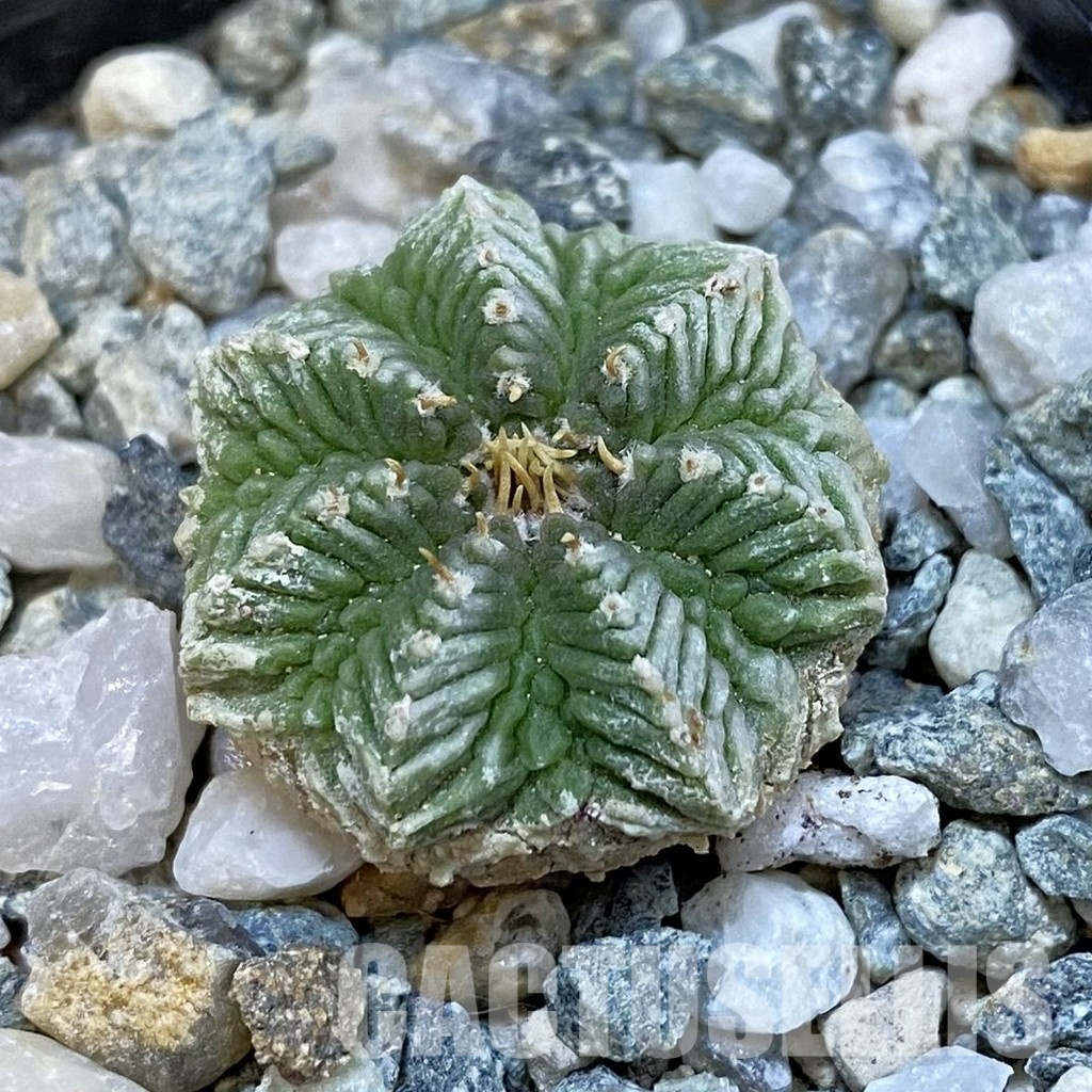 SH34430 Aztekium ritteri VM 619, seedling