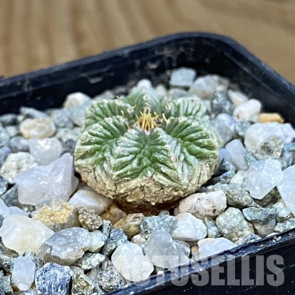 SH34430 Aztekium ritteri VM 619, seedling - Obrázek 2
