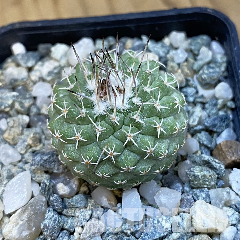 SH34431 Strombocactus pseudocorregidorae GCG 10947