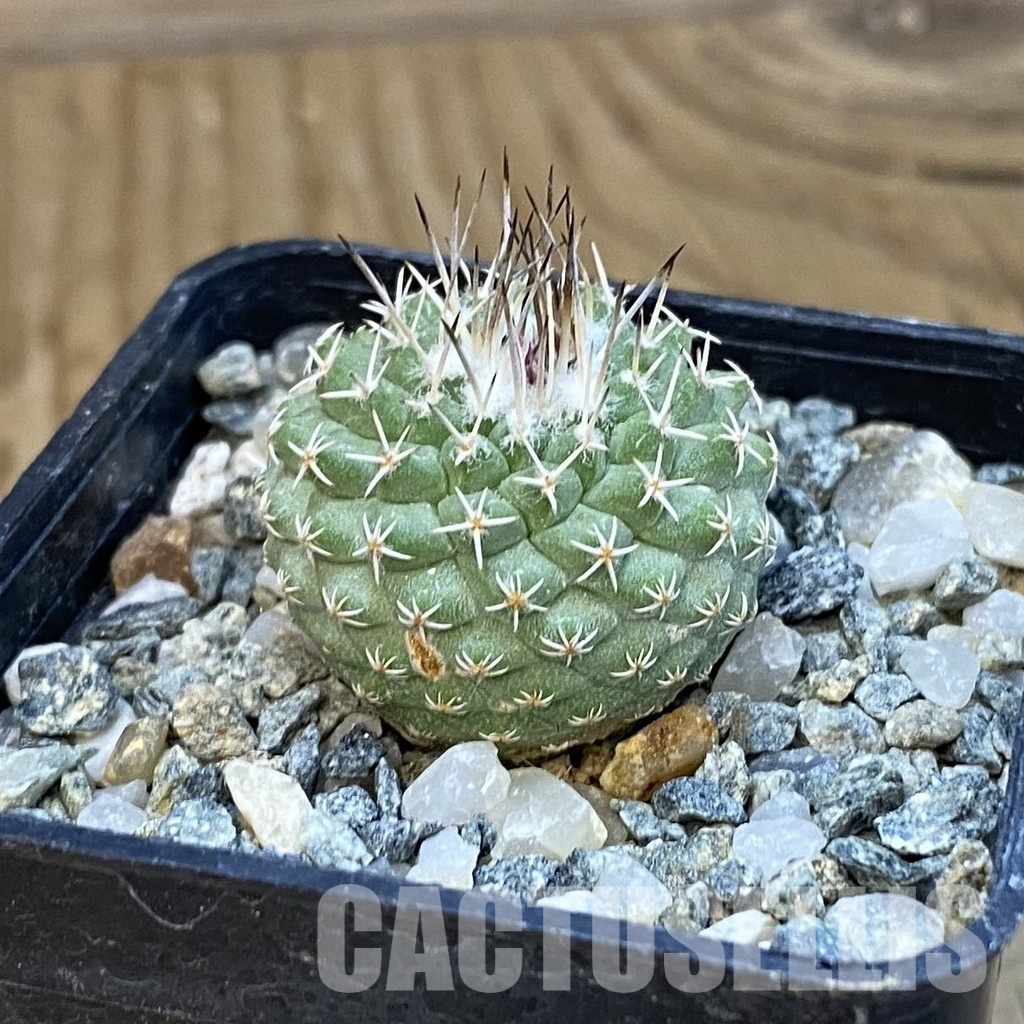 SH34431 Strombocactus pseudocorregidorae GCG 10947 - Obrázek 2