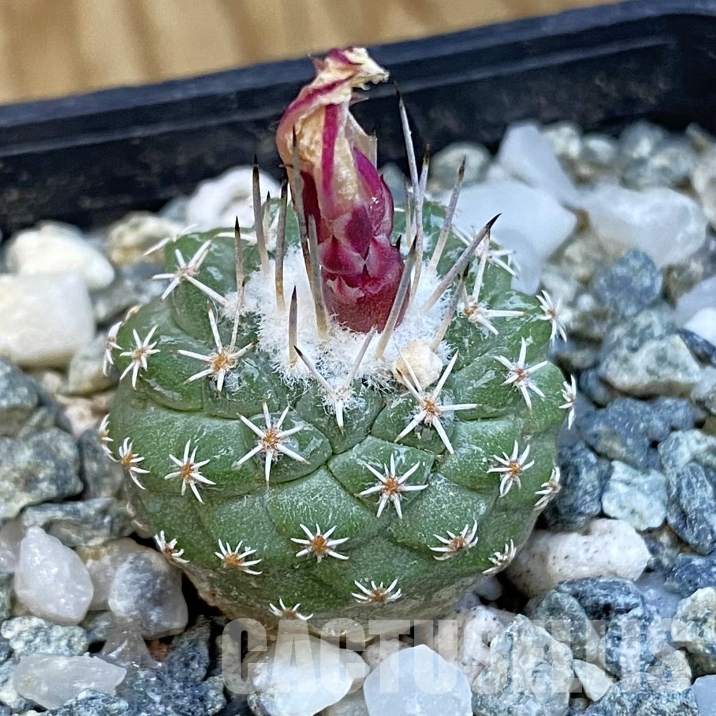 SH34432 Strombocactus pseudocorregidorae GCG 10947