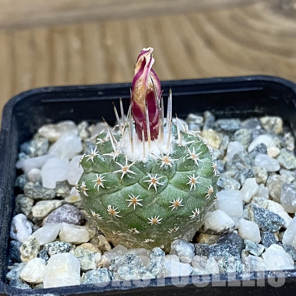 SH34432 Strombocactus pseudocorregidorae GCG 10947 - Obrázek 2