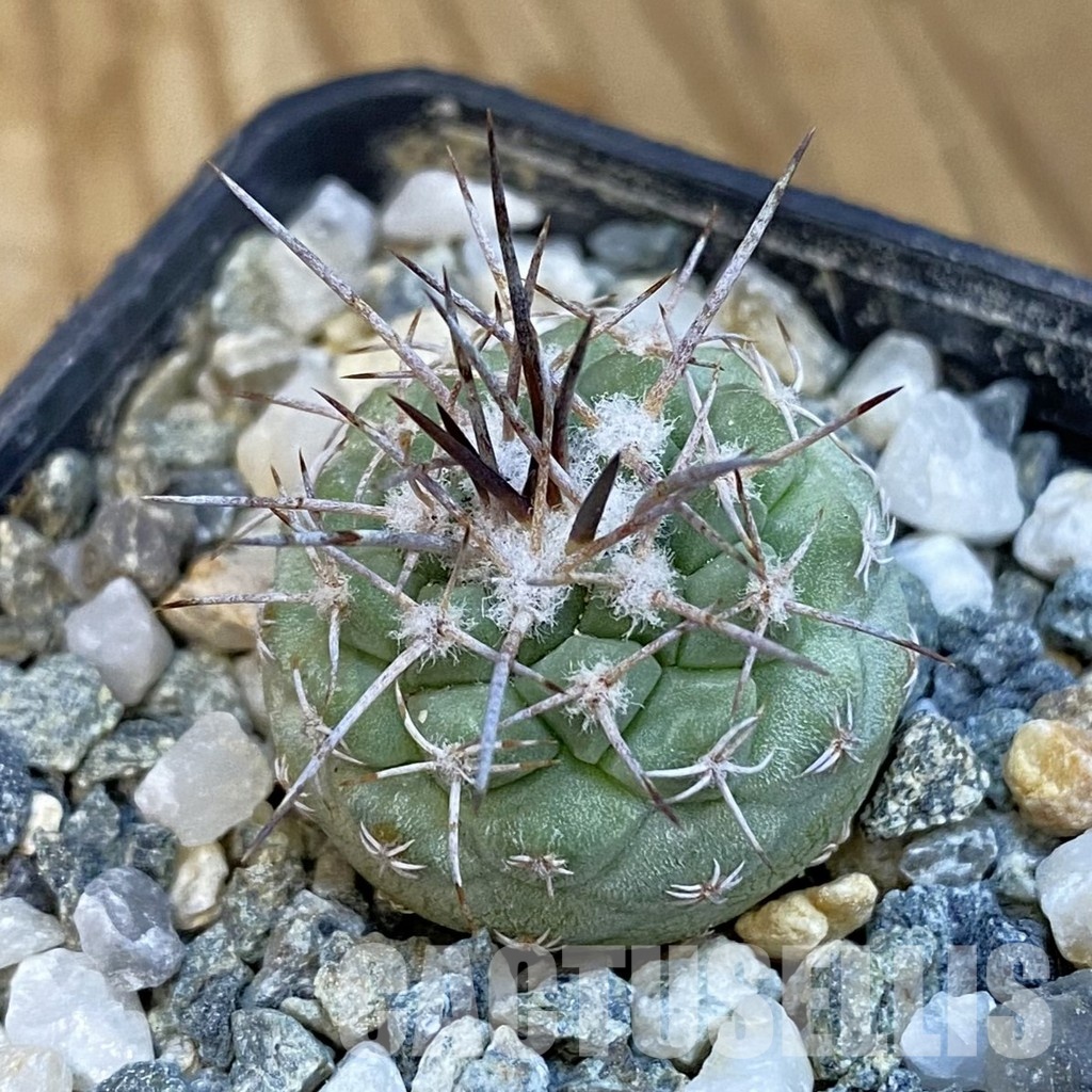 SH34433 Strombocactus corregidorae KPP 1700