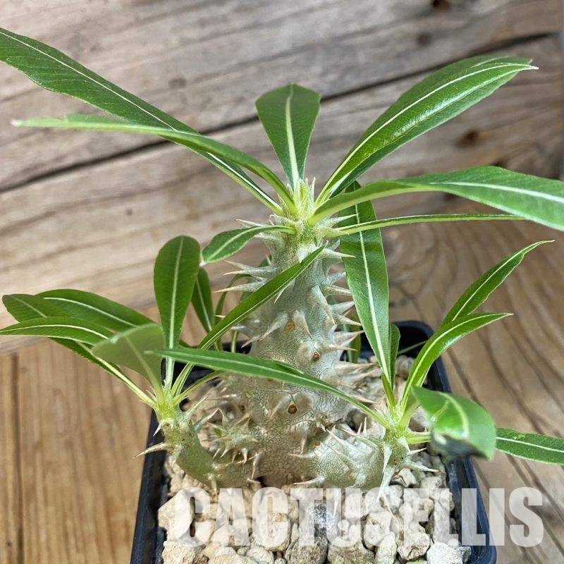 SH34381 Pachypodium horombense