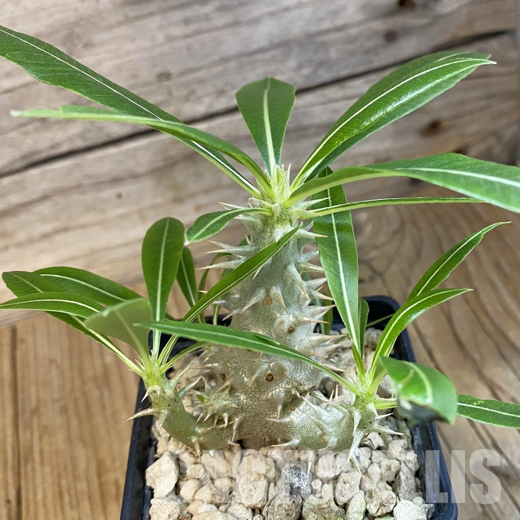 SH34381 Pachypodium horombense