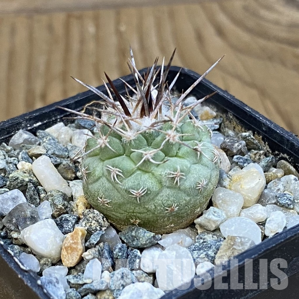SH34433 Strombocactus corregidorae KPP 1700 - Obrázek 2