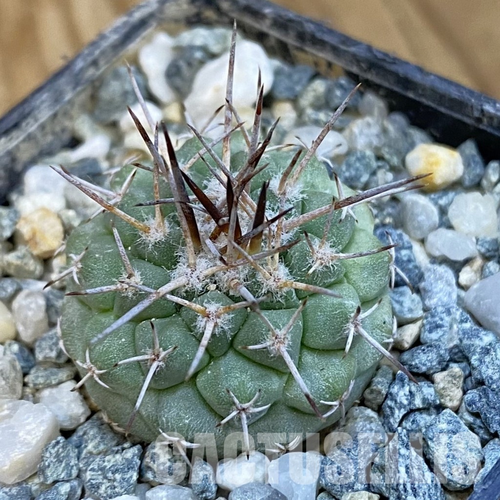 SH34434 Strombocactus corregidorae KPP 1700