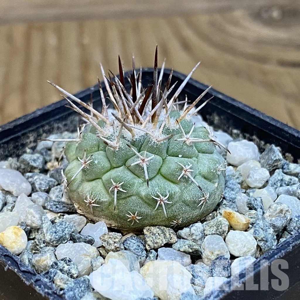 SH34434 Strombocactus corregidorae KPP 1700 - Obrázek 2