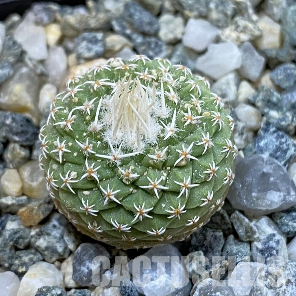SH34436 Strombocactus disciformis f. minimus VM 204