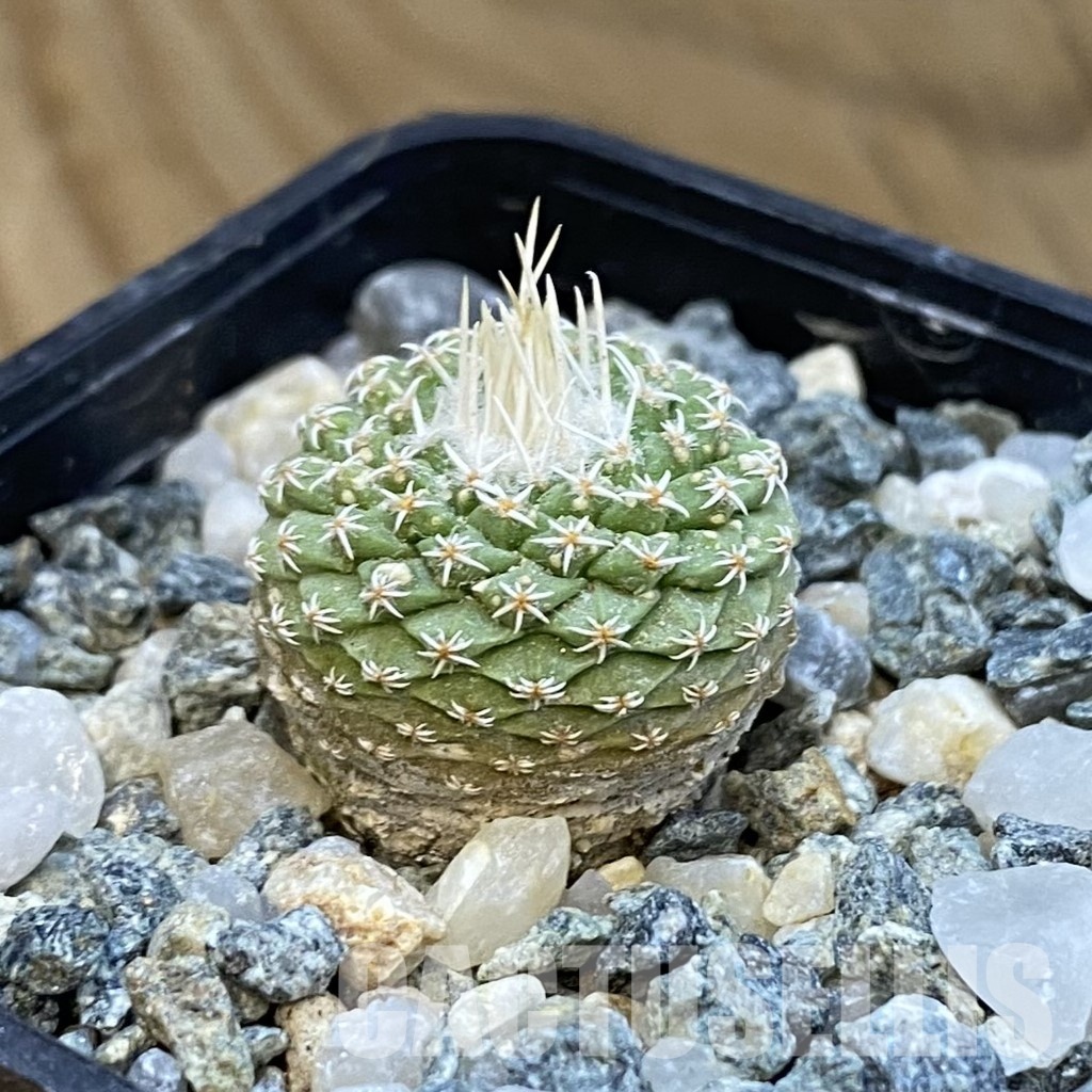 SH34436 Strombocactus disciformis f. minimus VM 204 - Obrázek 2