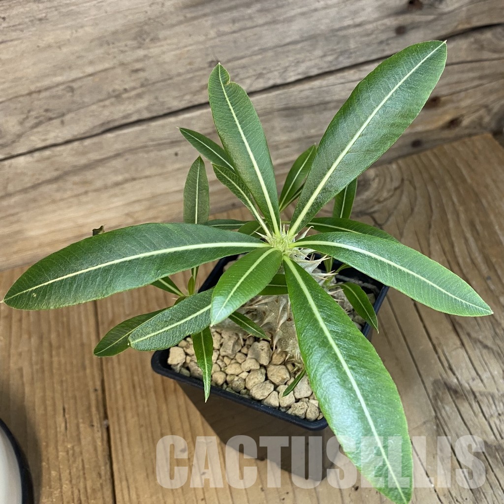 SH34381 Pachypodium horombense - Зображення 2