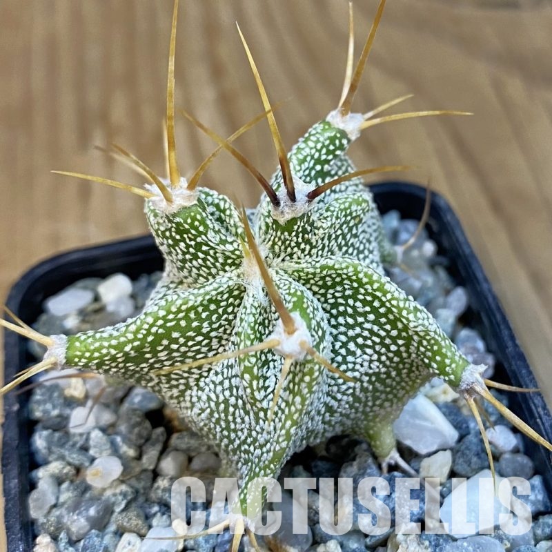SH34438 Astrophytum ornatum -Rio Bagres-