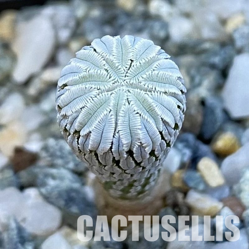 SH34439 Pelecyphora aselliformis LH 1042