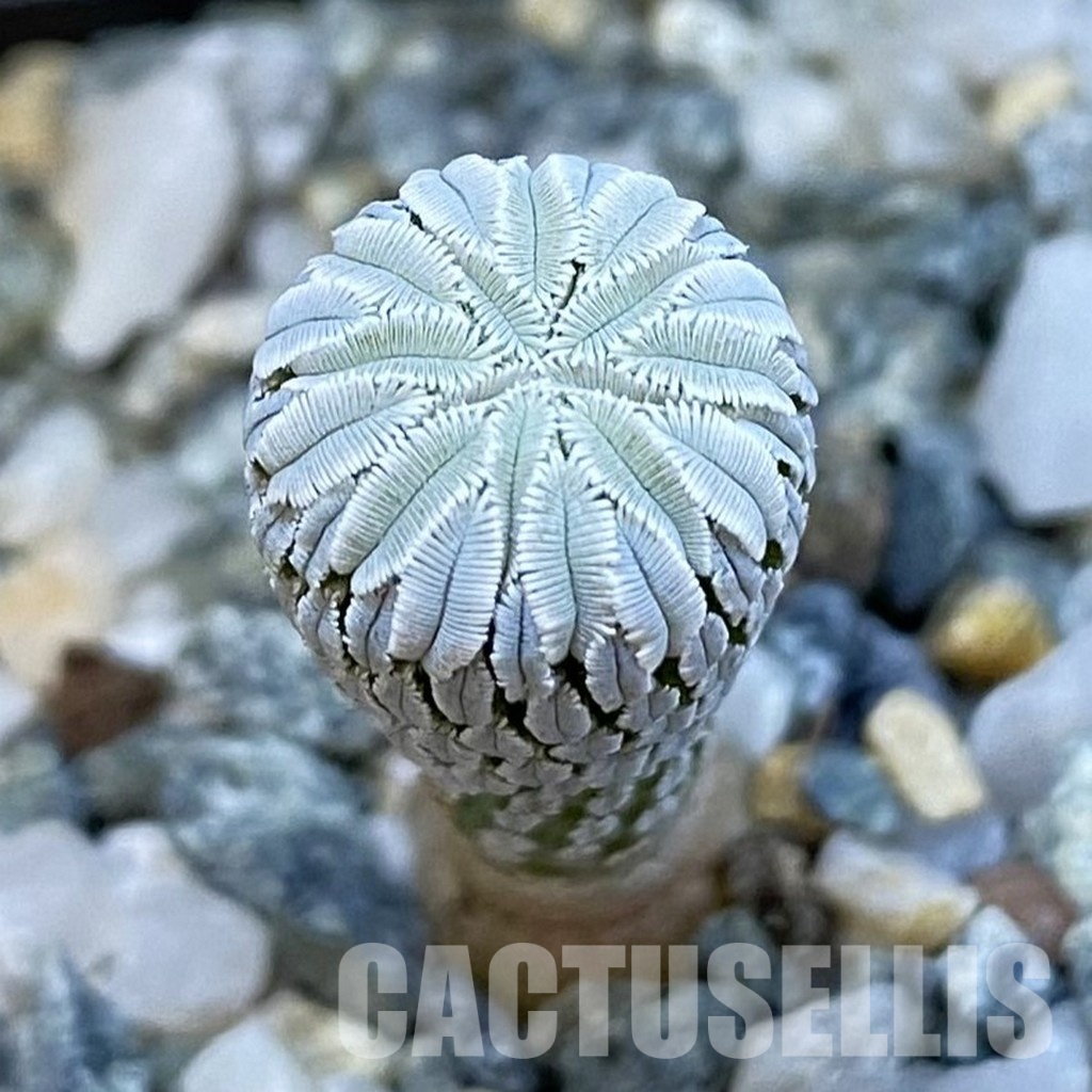 SH34439 Pelecyphora aselliformis LH 1042