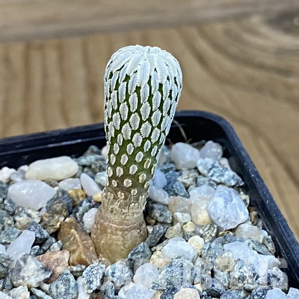 SH34439 Pelecyphora aselliformis LH 1042 - 画像 (2)