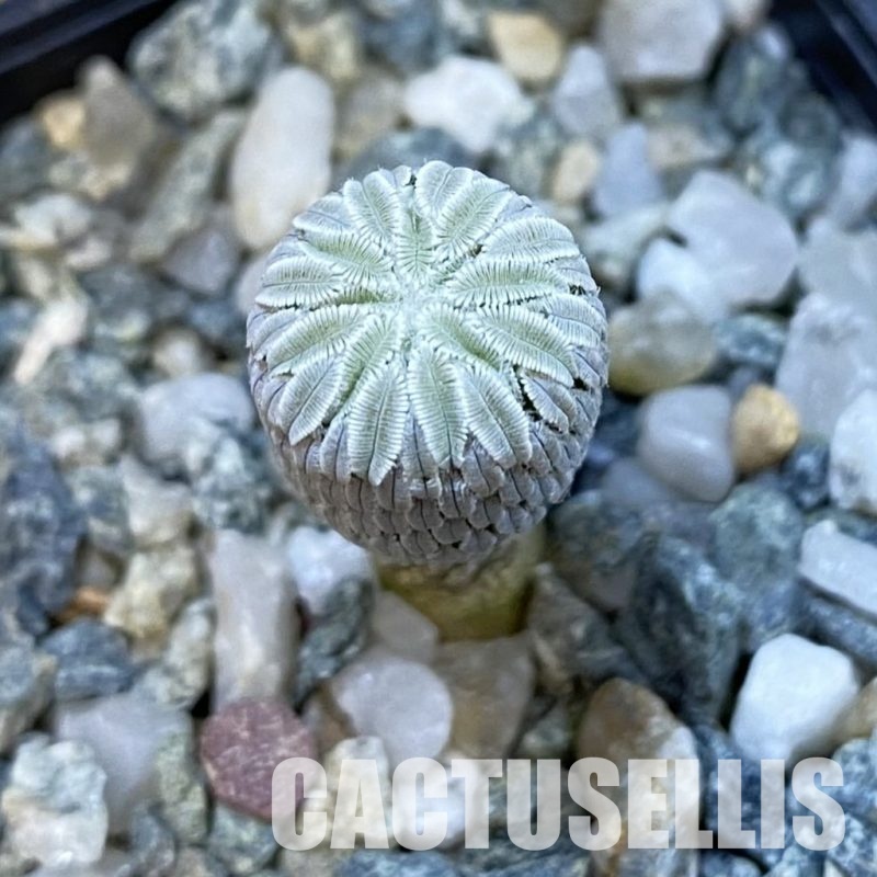 SH34440 Pelecyphora aselliformis LH 1042