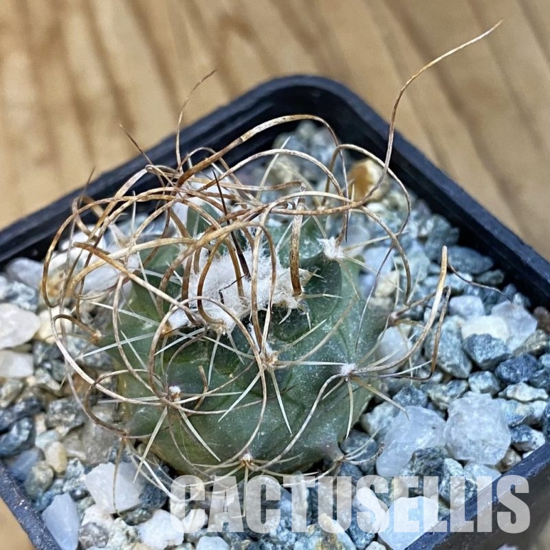 SH34441 Turbinicarpus graminispinus VM 817