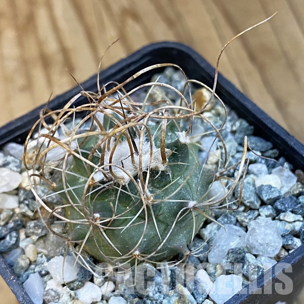 SH34441 Turbinicarpus graminispinus VM 817