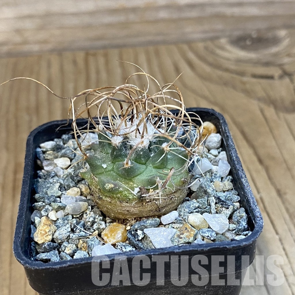 SH34441 Turbinicarpus graminispinus VM 817 - Obrázek 2