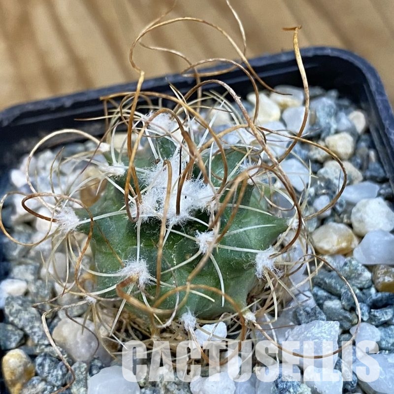 SH34442 Turbinicarpus graminispinus VM 817