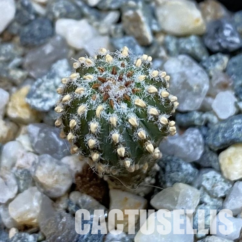 SH34443 Geohintonia neomexicana, seedling