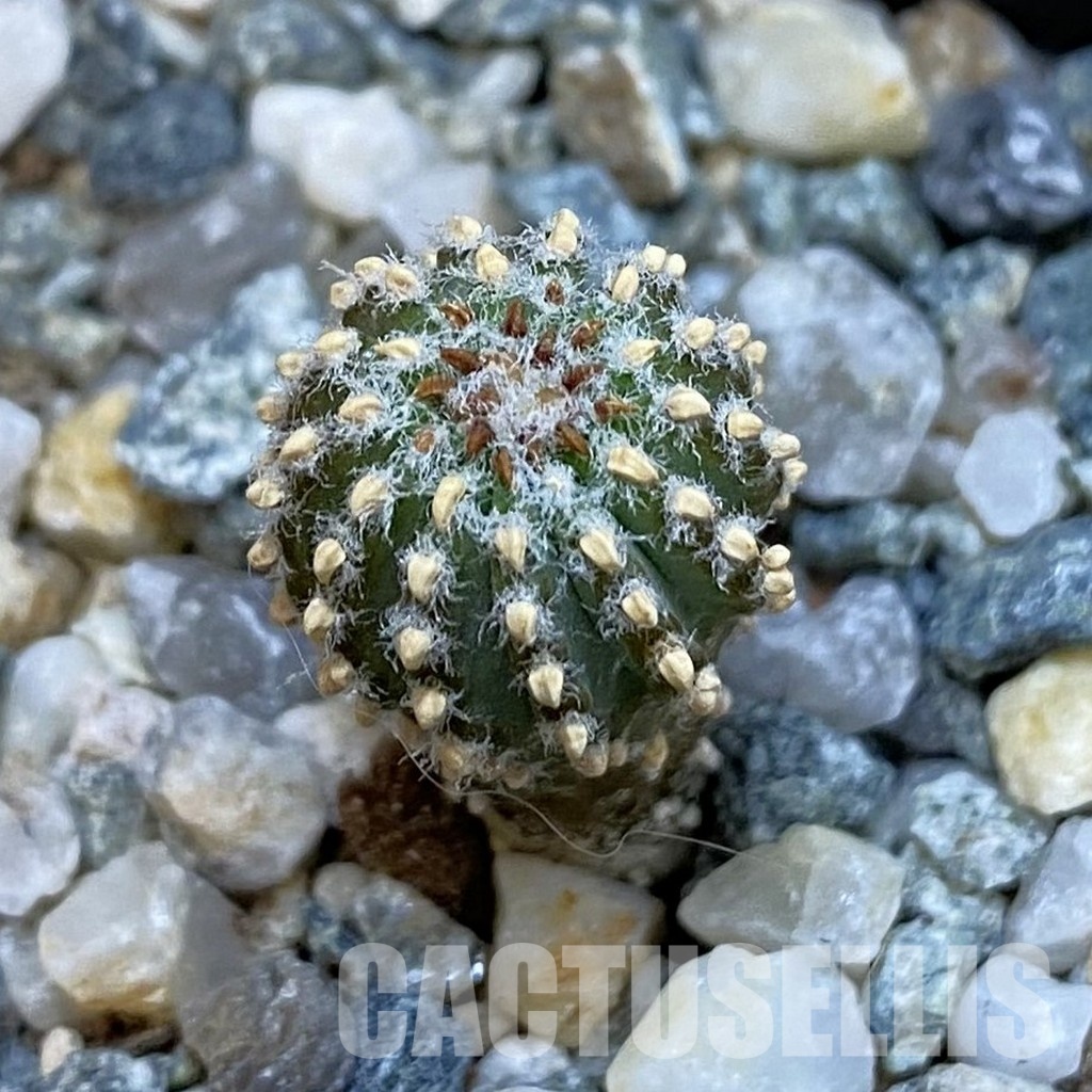 SH34443 Geohintonia neomexicana, seedling
