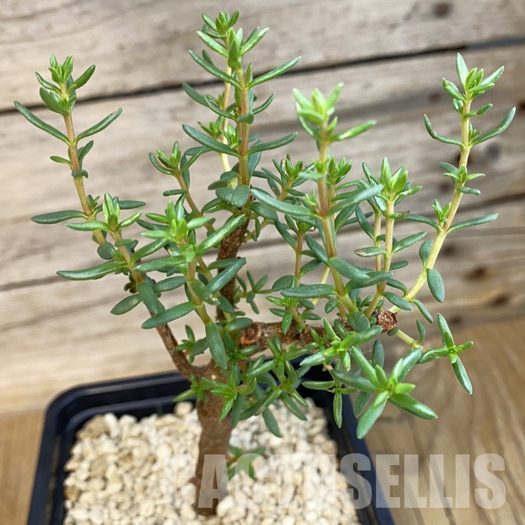 SH34376 Crassula sarcocaulis ssp. rupicola