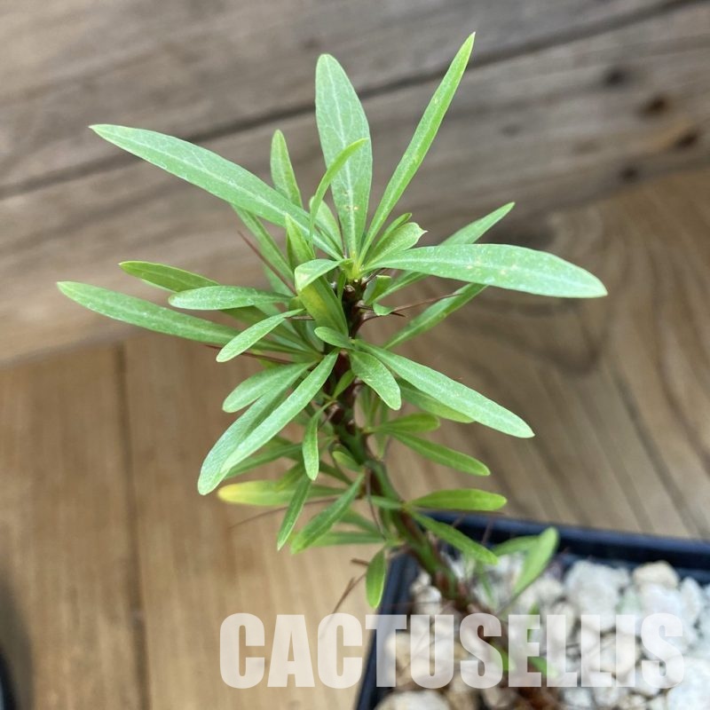 SH34382 Fouquieria purpusii
