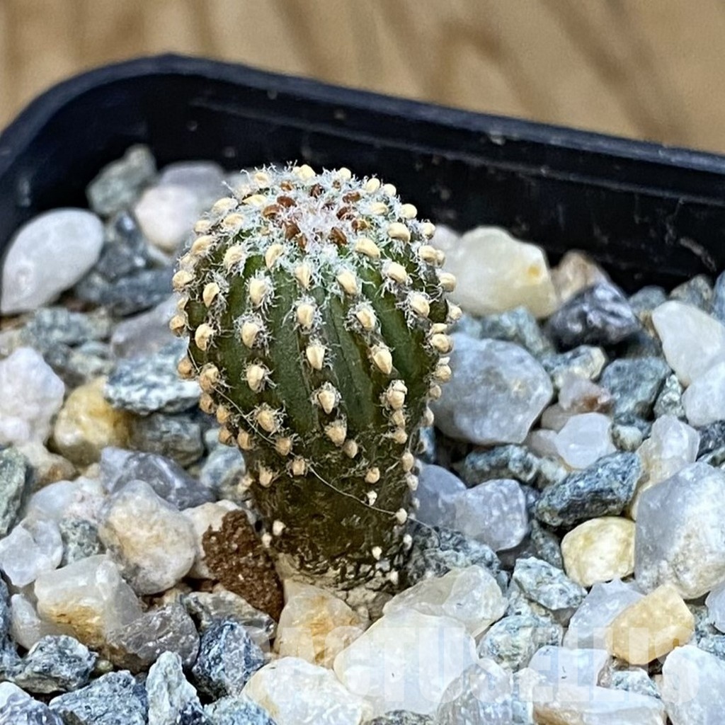 SH34443 Geohintonia neomexicana, seedling - Obrázek 2