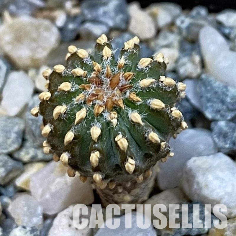SH34444 Geohintonia neomexicana, seedling