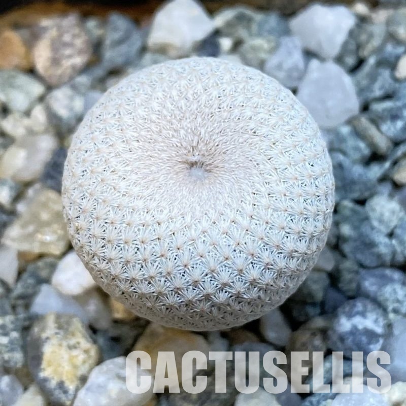 SH34445 Epithelantha bokei MMR 287