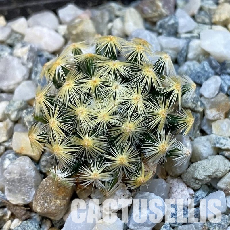 SH34446 Mammillaria schiedeana VM 817
