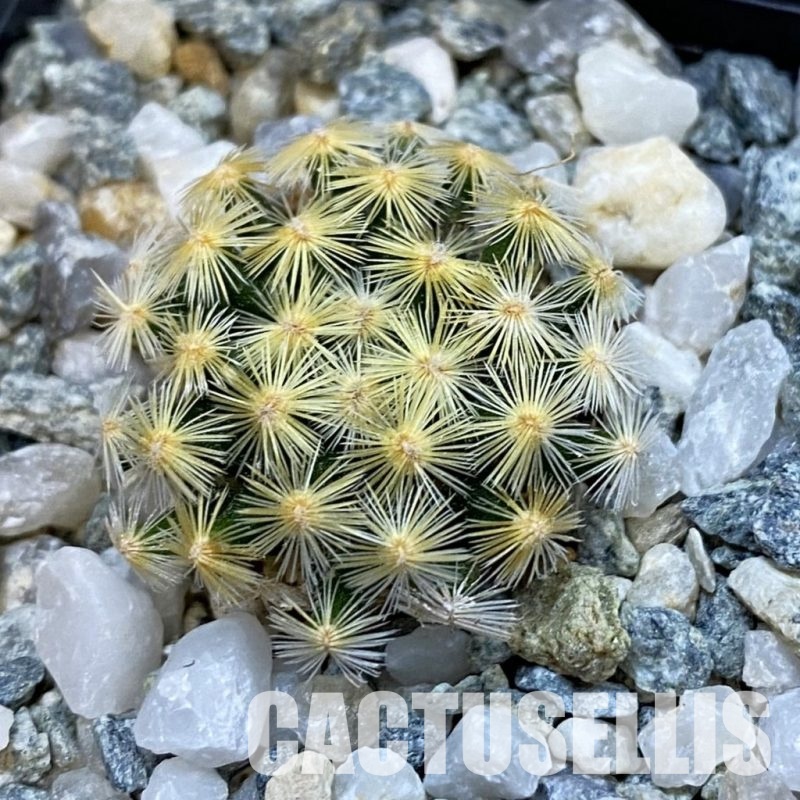 SH34447 Mammillaria schiedeana VM 817