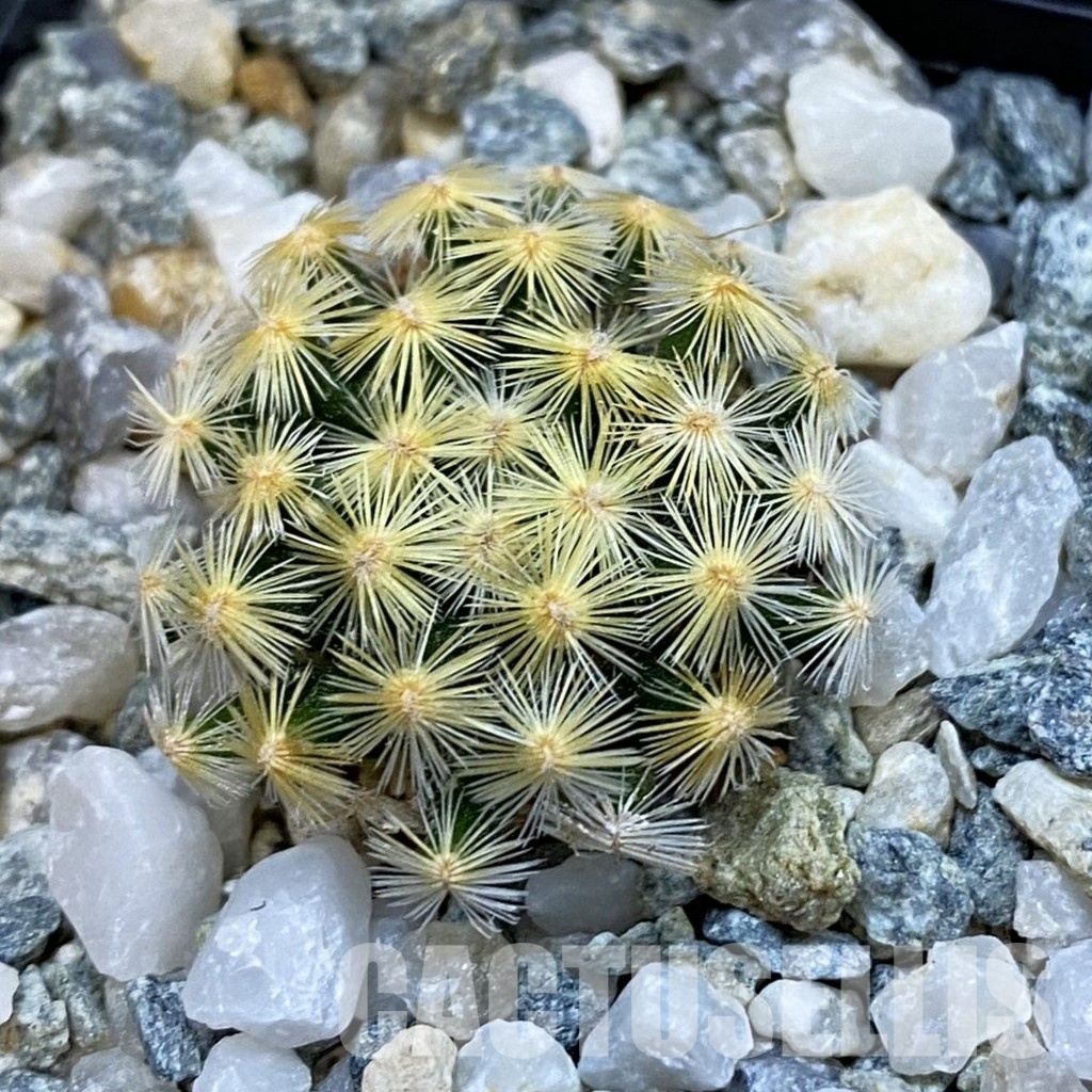 SH34447 Mammillaria schiedeana VM 817