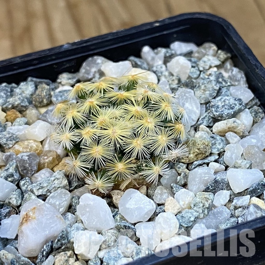SH34447 Mammillaria schiedeana VM 817 - Obrázek 2