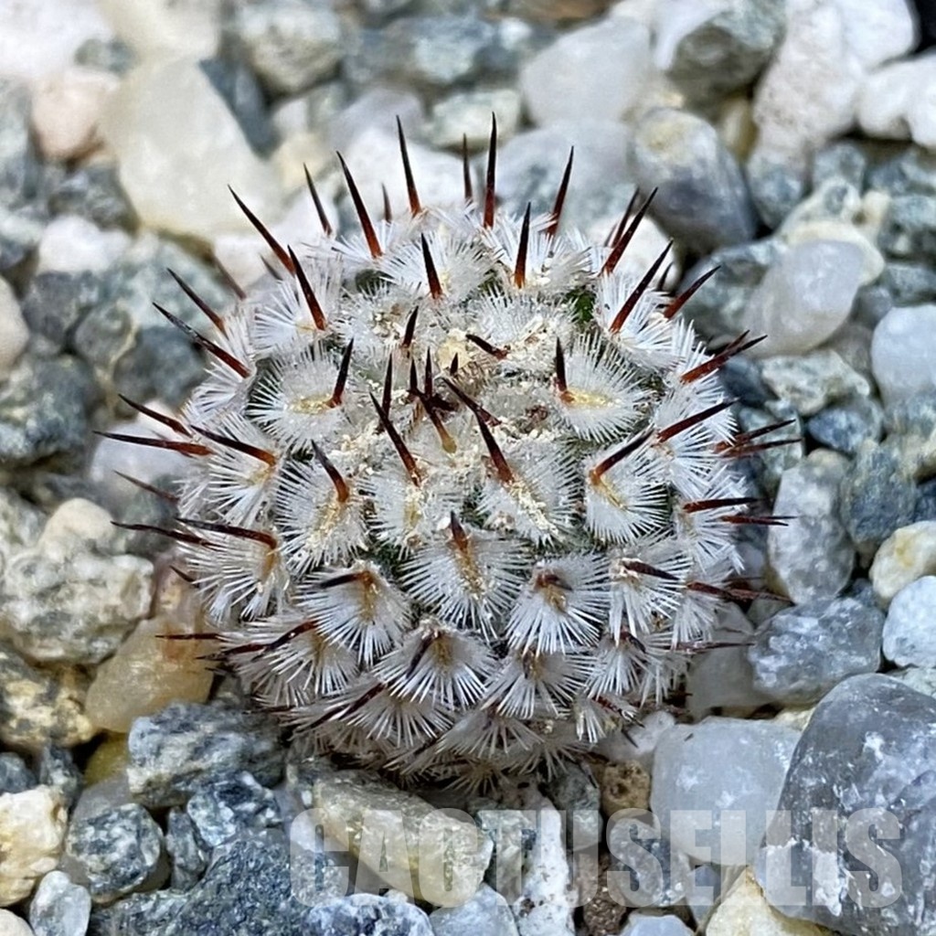 SH34448 Mammillaria perezdelarosae v. andersoniana VM 698