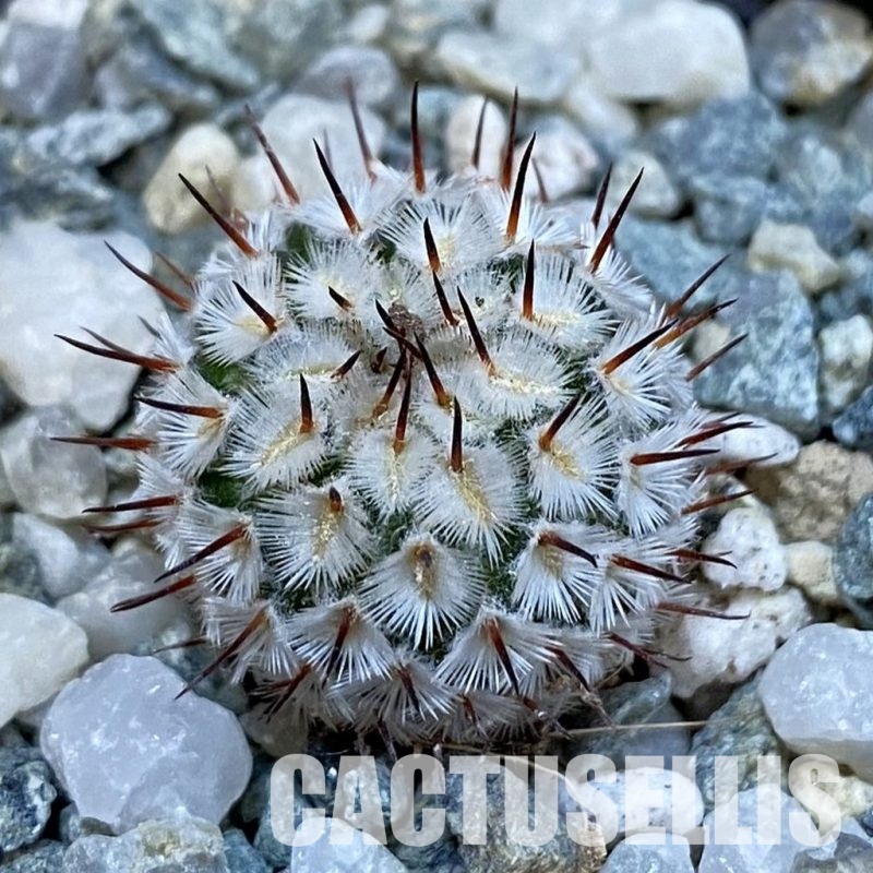 SH34449 Mammillaria perezdelarosae v. andersoniana VM 698