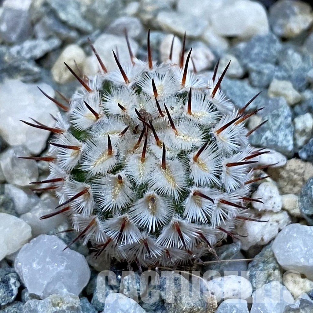 SH34449 Mammillaria perezdelarosae v. andersoniana VM 698
