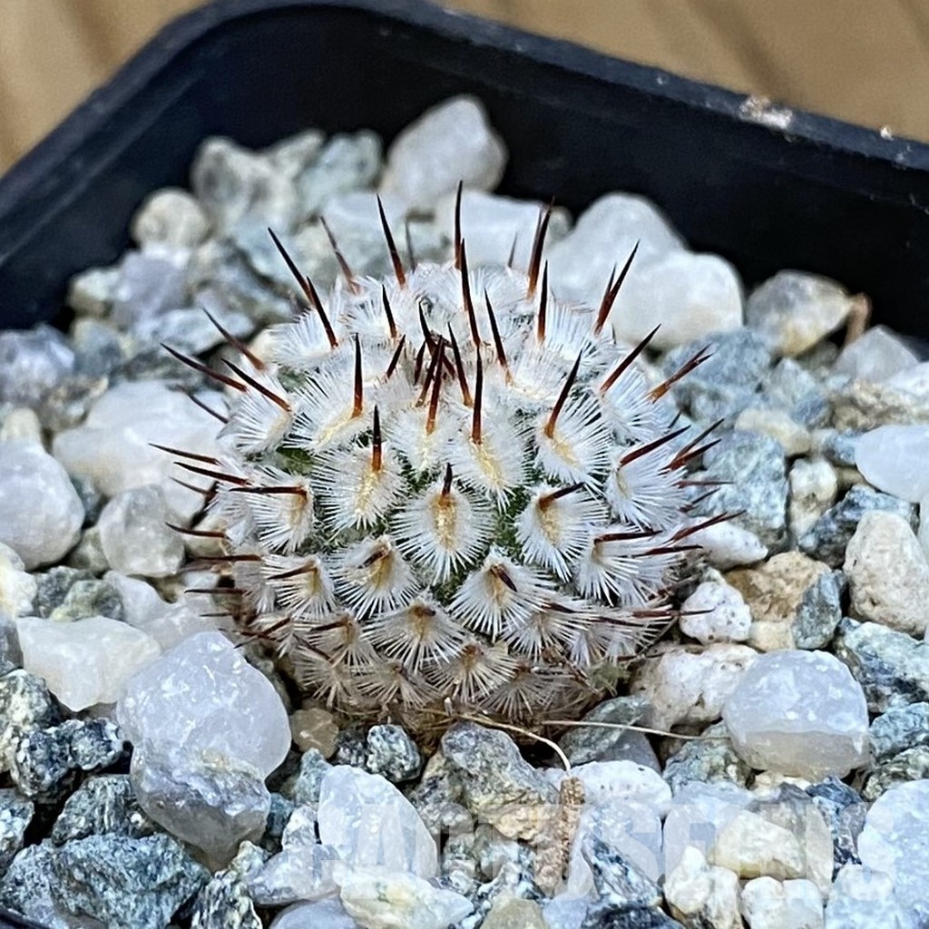 SH34449 Mammillaria perezdelarosae v. andersoniana VM 698 - Image 2