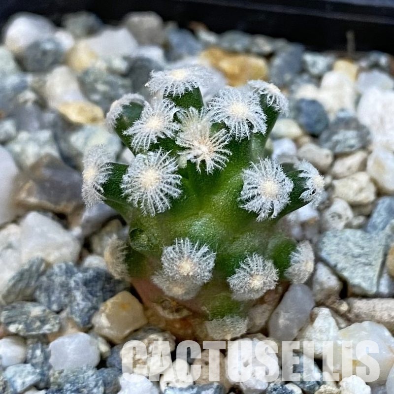 SH34450 Mammillaria theresae v. minima GCG 12504