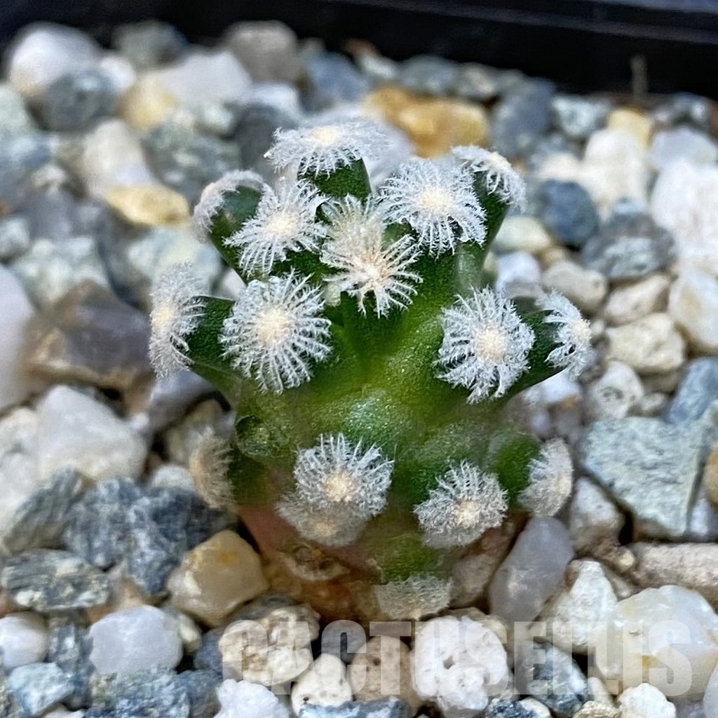 SH34450 Mammillaria theresae v. minima GCG 12504