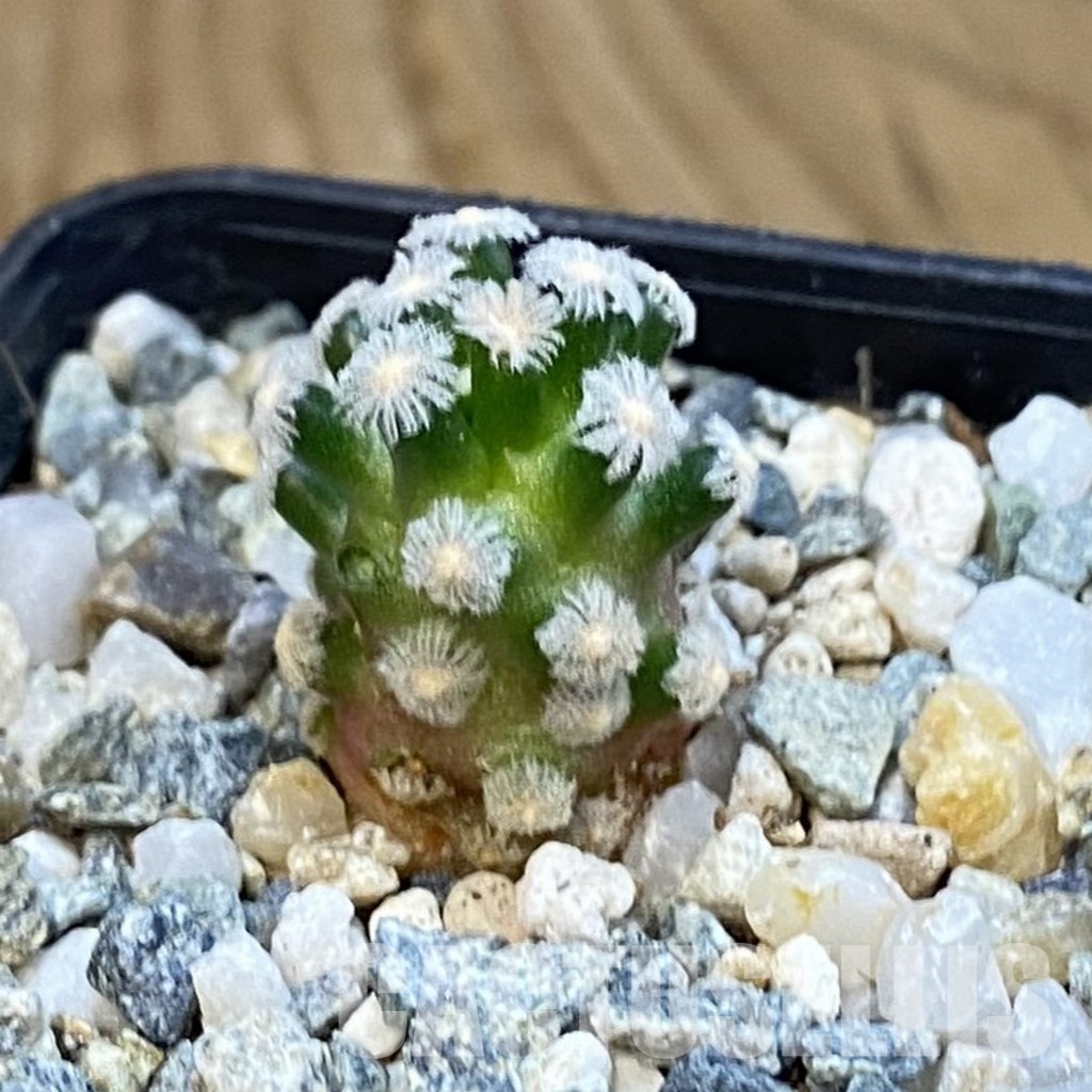 SH34450 Mammillaria theresae v. minima GCG 12504 - Image 2
