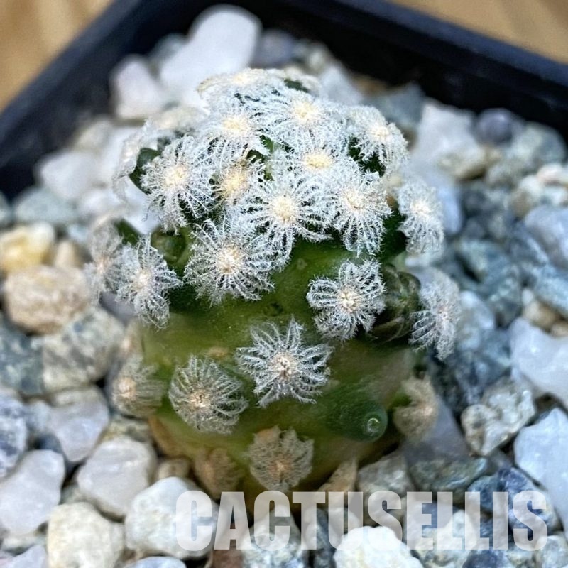 SH34451 Mammillaria theresae v. minima GCG 12504