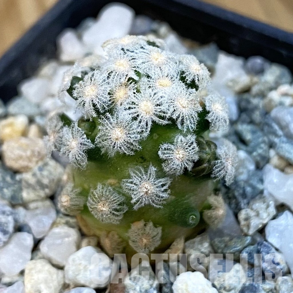 SH34451 Mammillaria theresae v. minima GCG 12504