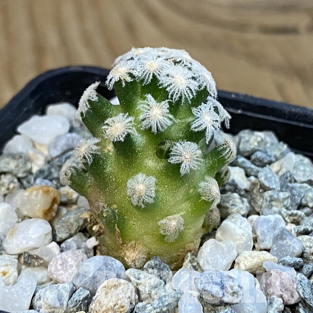 SH34451 Mammillaria theresae v. minima GCG 12504 - Image 2