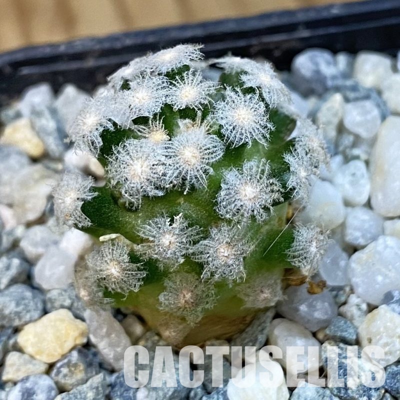 SH34452 Mammillaria theresae v. minima GCG 12504