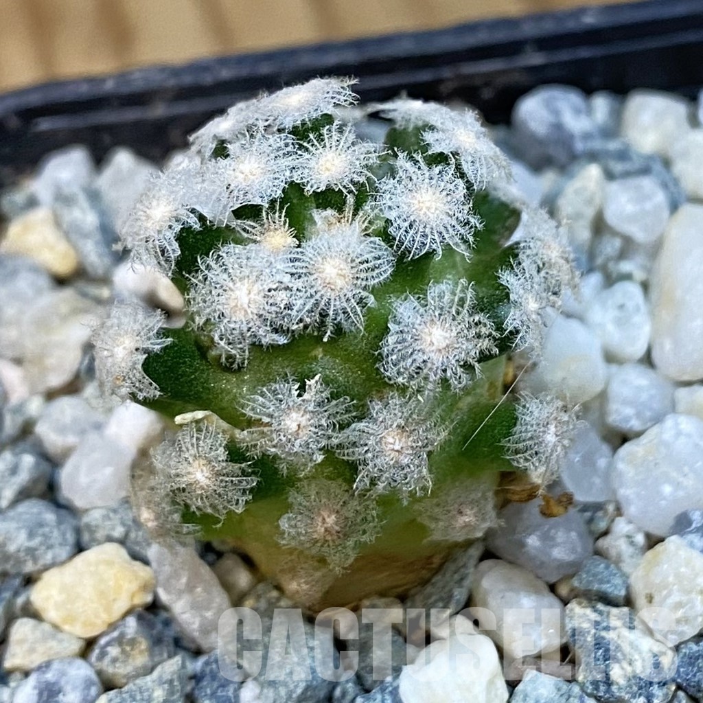 SH34452 Mammillaria theresae v. minima GCG 12504